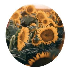 Profile picture of sunflowers shared by a satisfied home and auto insurance customer.